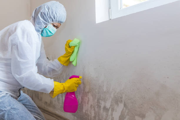 Best Mold Documentation for Insurance Claims  in Holbrook, NY