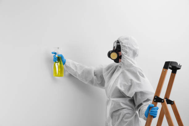 Best Mold Odor Removal Services  in Holbrook, NY