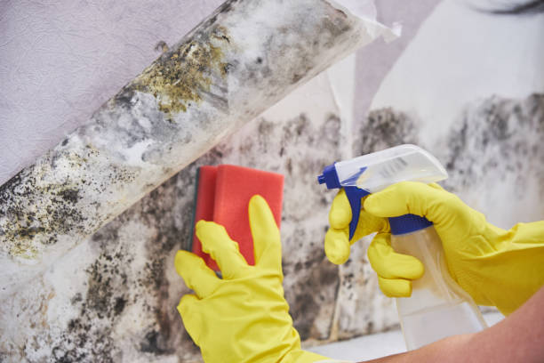 Best Comprehensive Air Testing for Mold Contaminants  in Holbrook, NY