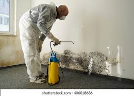 Best Black Mold Removal  in Holbrook, NY